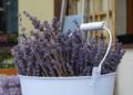 Лаванда цвіте. Час сушити