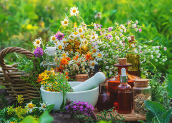 Лікарські рослини збирають під час цвітіння