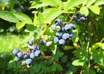 Чому не цвіте лохина?