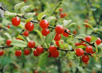 Чому всихає повстяна вишня