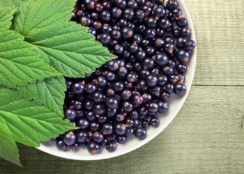 Навіщо підживлювати смородину крохмалем