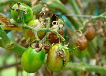 Ефективні народні засоби від фітофтори