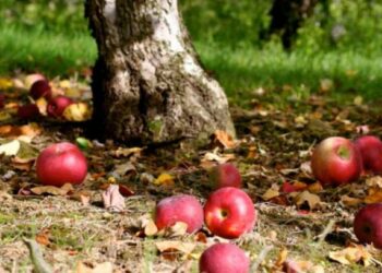 Чому передчасно опадають яблука з дерев?