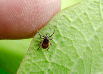Як уникнути небезпеки від кліщів, розповіли у МОЗ
