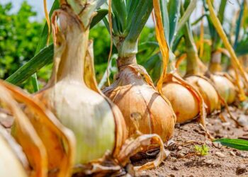 Коли збирати врожай цибулі?