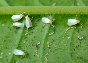 Білокрилку змиваю водою
