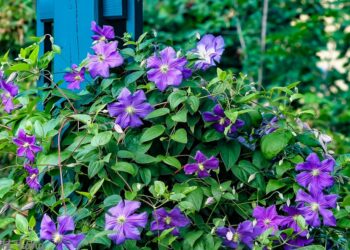 Клематис бережіть від перегріву