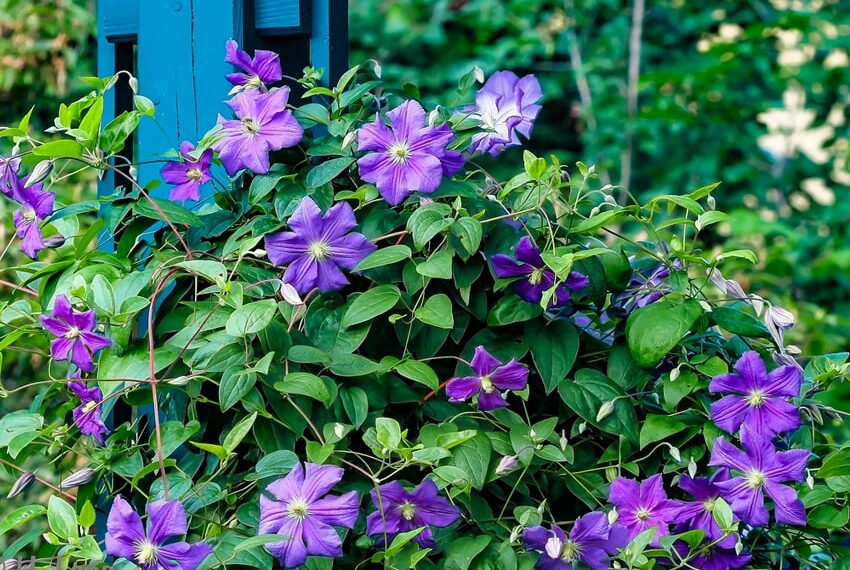 Клематис бережіть від перегріву