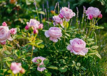 Чи вже можна троянди живцювати?