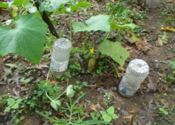 Прикореневий полив через пляшку