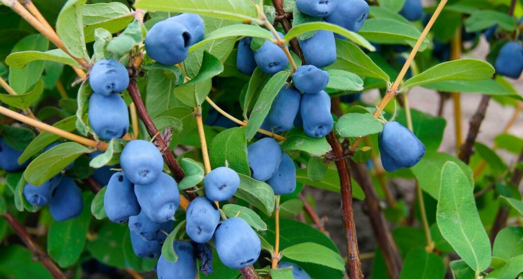 Як живцювати жимолость