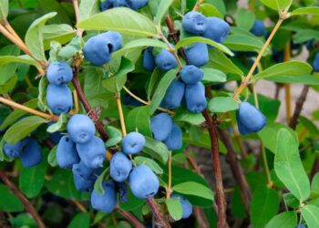 Як живцювати жимолость