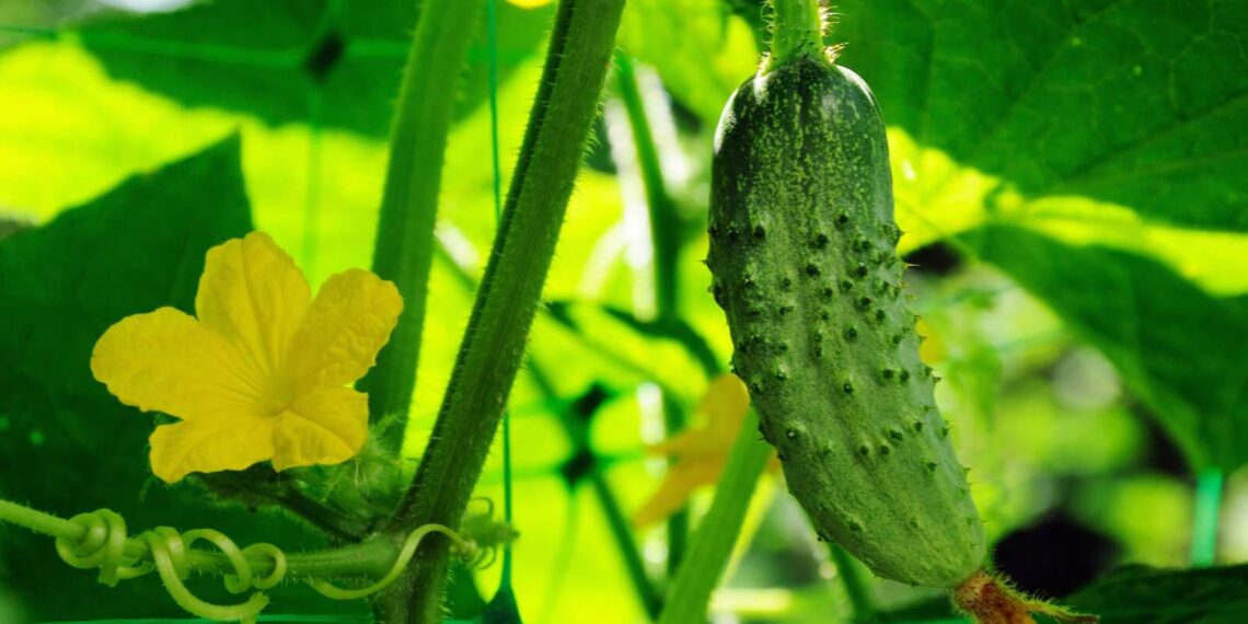 Рятуємо огірки від борошнистої роси
