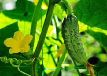 Рятуємо огірки від борошнистої роси