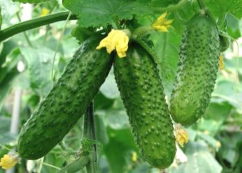 Павутинний кліщ на огірках: як зарадити проблемі?