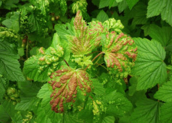 Народні методи боротьби з галовою попелицею