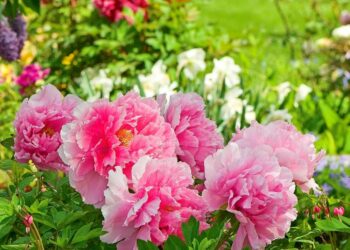 Аспірин і аспаркам допоможуть квітам