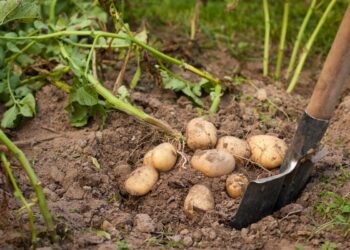 Бадилля скошую, а картоплю сортую ще на грядках