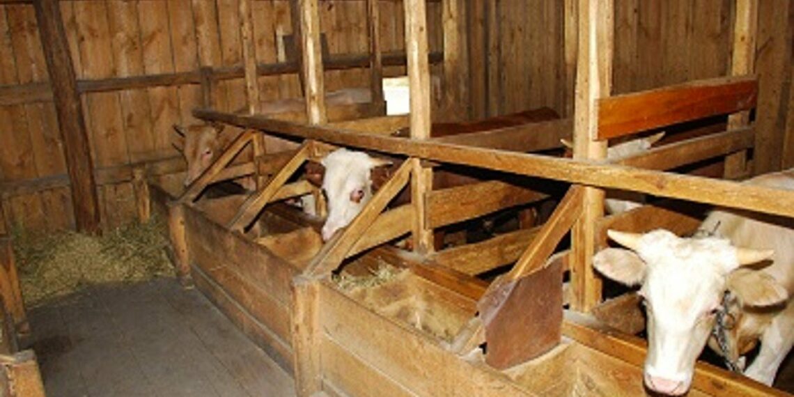 Яку підлогу зробити в хліві