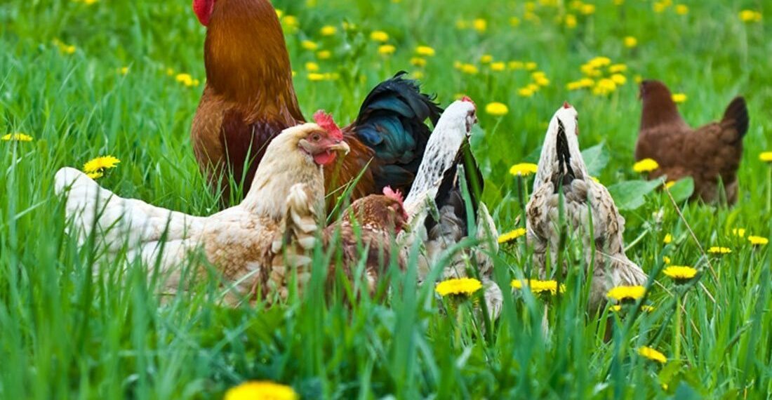 Кури на городі: шкода чи користь?