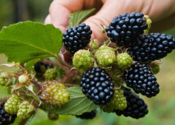 6 порад, як правильно доглядати за ожиною