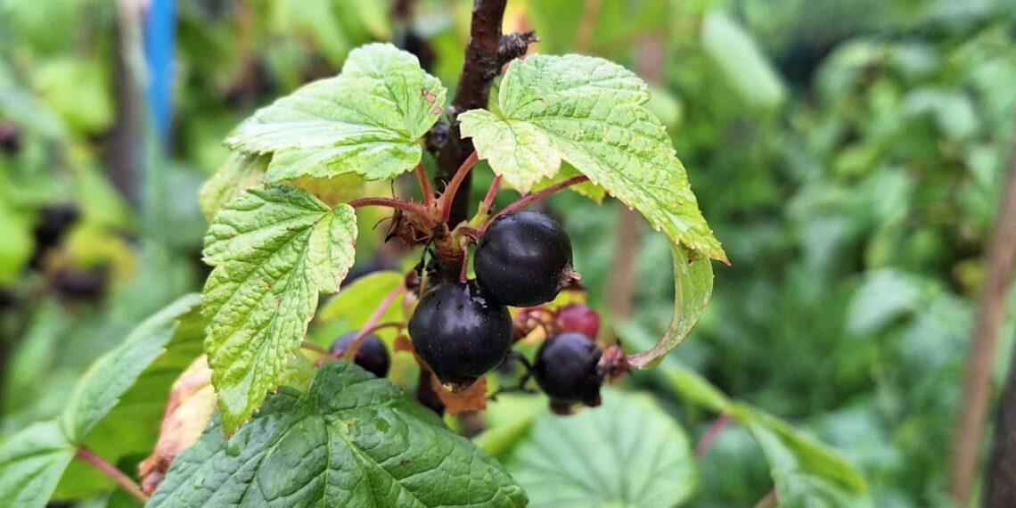 Догляд за смородиною після збирання врожаю