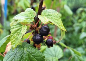 Догляд за смородиною після збирання врожаю