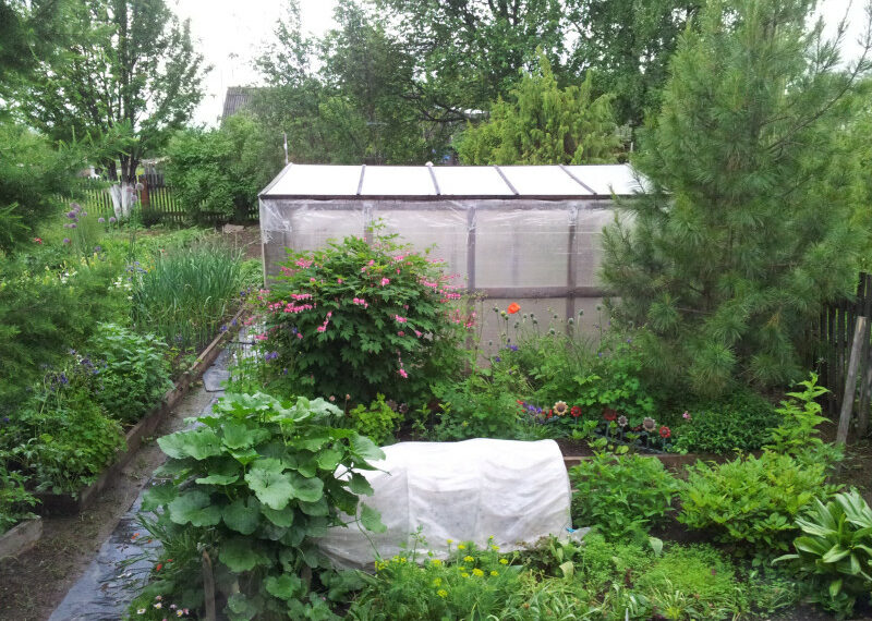 Сад заливає: рятуємо врожай