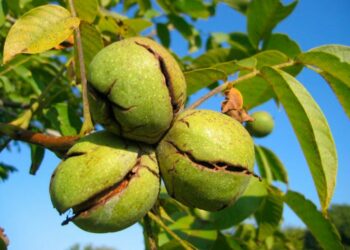 Чому горішок порожній?