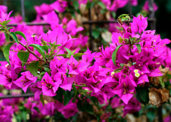 Бугенвілія цвіте дуже довго