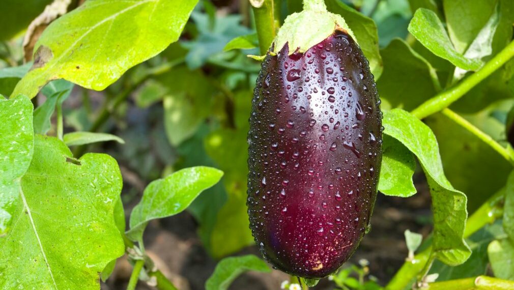 Як зібрати насіння баклажана