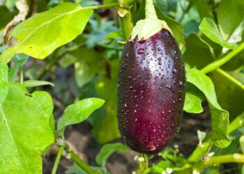 Як зібрати насіння баклажана