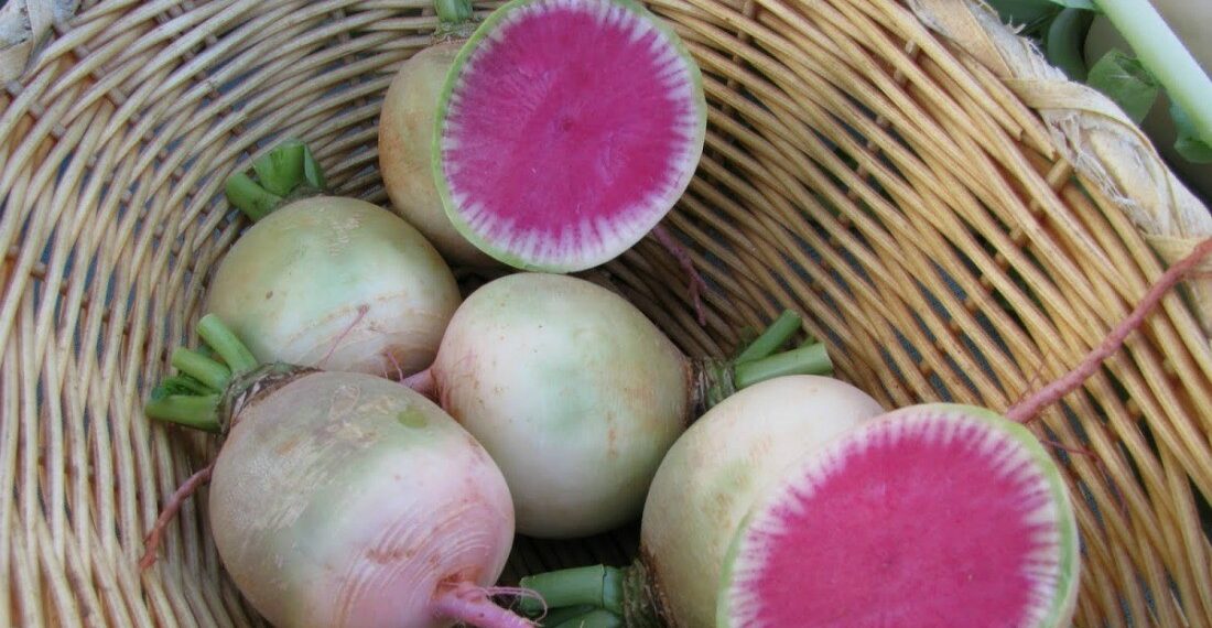 Особливості вирощування дайкона