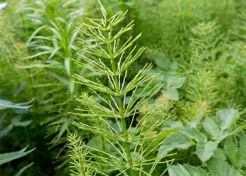 Як використати хвощ з користю