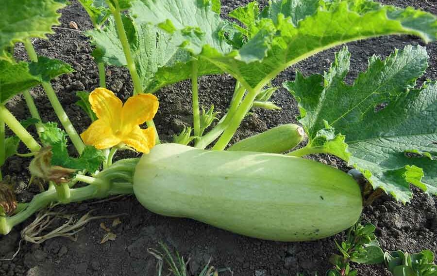 7 причин, чому кабачки гіркі