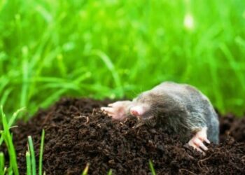 Гуманні методи відлякування кротів