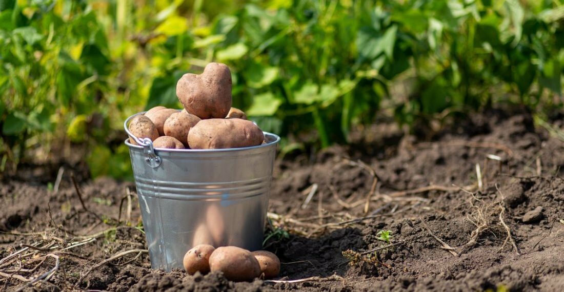 Картоплю копати теж треба вміти