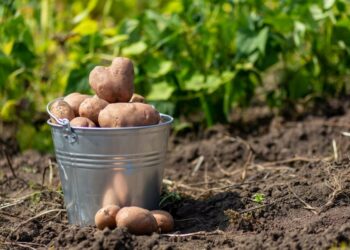 Картоплю копати теж треба вміти