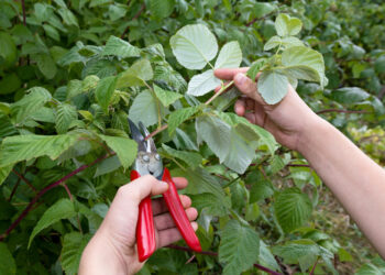 Осіннє обрізування малині потрібне
