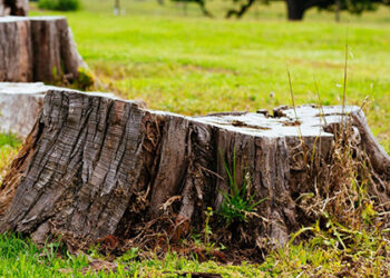 2 способи прибрати пеньки без великих зусиль