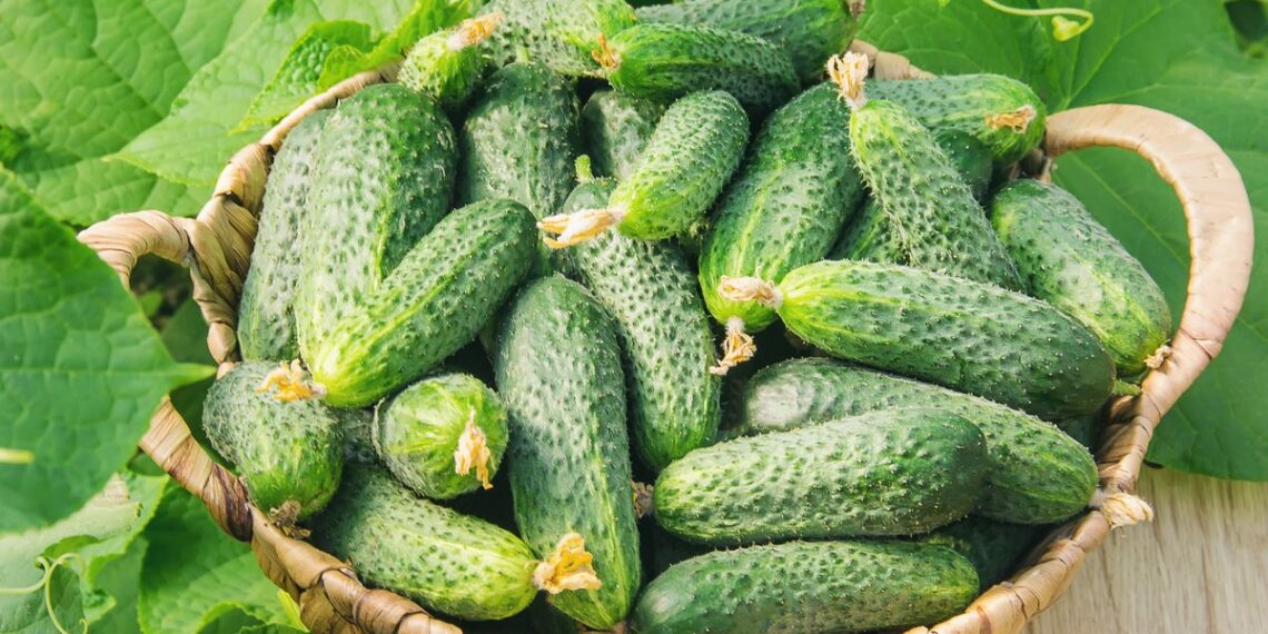 Як продовжити урожай огірків до холодів