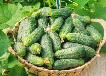Як продовжити урожай огірків до холодів