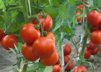Корисні хитрощі, щоб помідори швидко дозріли на грядках