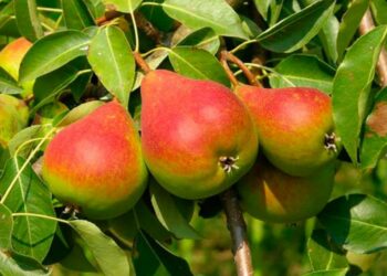 Червоне листя на груші: про що це свідчить?