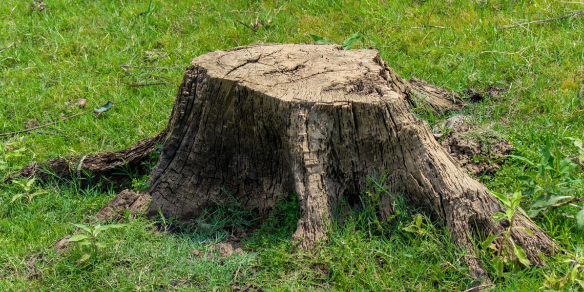 Старий пень зруйнує селітра