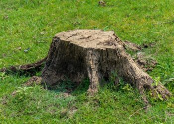 Старий пень зруйнує селітра