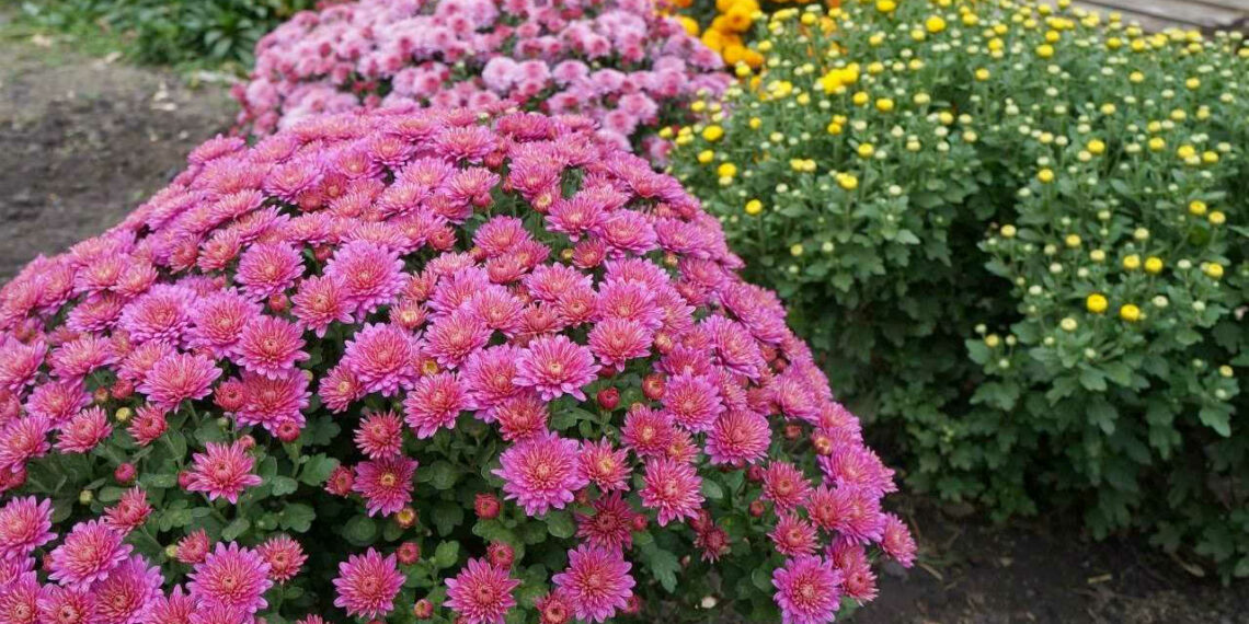 Як розмножувати хризантеми