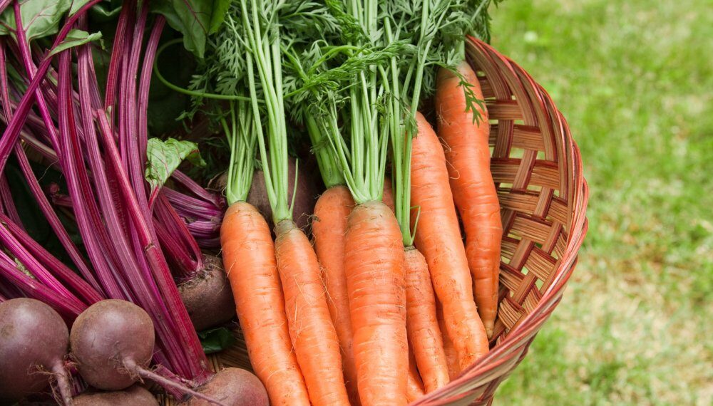 Як зберегти урожай городини до весни