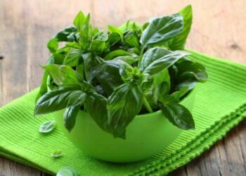 Користь базиліку