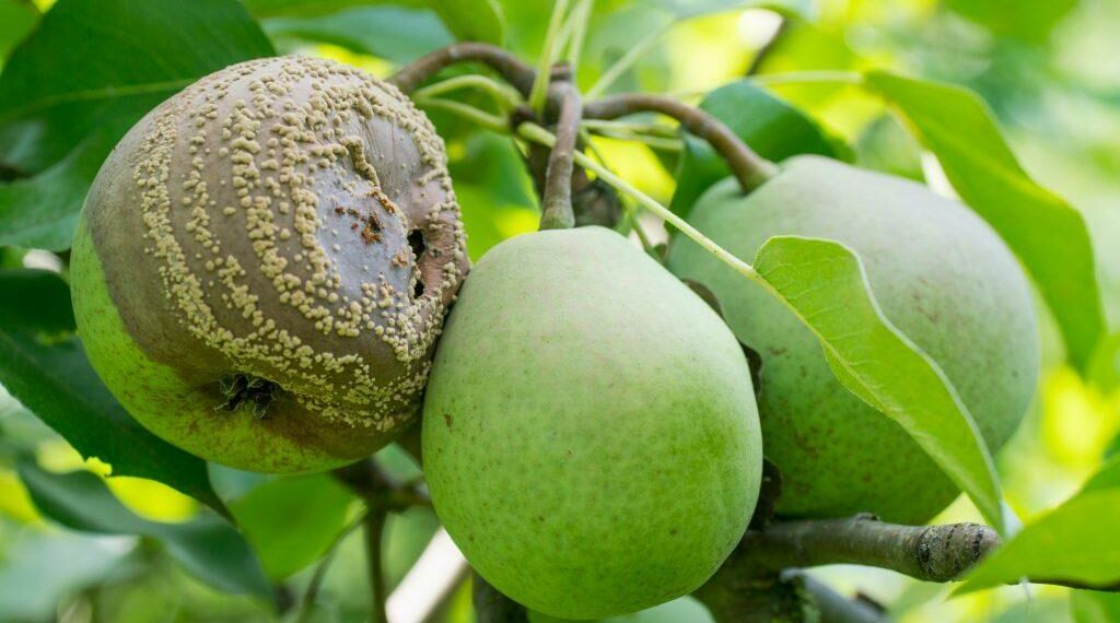 Чому гниють груші на дереві?